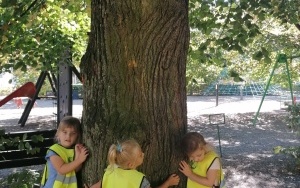 Przytulanie drzewa (10)